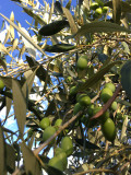 Amandes et Olives du Mont Bouquet