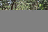 Bois des musiciens Ardèche