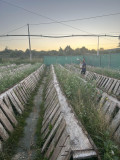 mise en parc des naissains