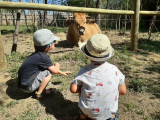 parc_animalier_vagnasenfant_maggie.jpg parc_animalier_vagnasenfant_maggie.jpg