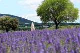 Champ de lavande