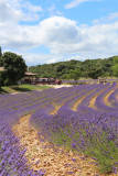Champ de lavande
