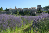 Montclus - champ de lavande