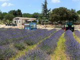 Maison de la Lavande