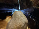 Grotte Forestière explosion de goutte sur stalagmite