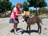 Parc animalier à Lussas Parc animalier à Lussas