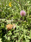 escargots - © Rémy escargots