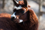 Parc animalier des Gorges