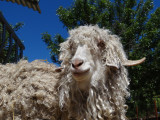 Parc animalier à Lussas