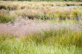 Camargue Autrement - © ©olivia Camargue Autrement