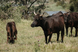 Camargue Autrement - © ©camargueautrement Camargue Autrement