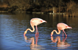 Camargue autrement - © Camargue autrement Camargue autrement