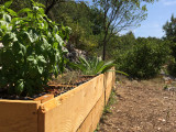 recolte plantes - © mas du granzon recolte plantes