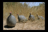 Les Céramiques de Lussan