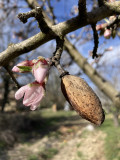 amandier en fleurs et fruit - © libre de droit amandier en fleurs et fruit