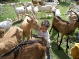 Capriclap Farm