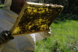 La Combe aux Abeilles