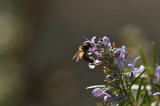 La Combe aux Abeilles - © Dumas Benjamin La Combe aux Abeilles