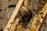 La Combe aux Abeilles - © Dumas Benjamin La Combe aux Abeilles