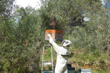 La Combe aux Abeilles - © Dumas Benjamin La Combe aux Abeilles