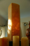 Beesart