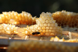 Beesart