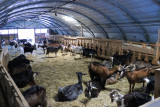 Ferme des Cabrioles - © Alexia SUGIER PESENTI Ferme des Cabrioles