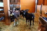 Ferme des Cabrioles - © Alexia SUGIER PESENTI Ferme des Cabrioles