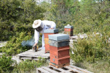 Secret d'abeilles - © Denis Cochennec Secret d'abeilles