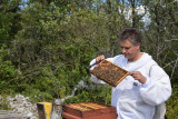 Secret d'abeilles - © Denis Cochennec Secret d'abeilles