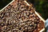 Secret d'abeilles - © Denis Cochennec Secret d'abeilles