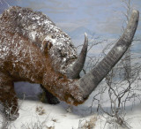prehistorama_rhinoceros_a_alas_agglomaration_service_tourisme.jpg - © Service Tourisme - Alès Agglomération prehistorama_rhinoceros_a_alas_agglomaration_service_tourisme.jpg