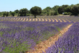 Champ de lavande Champ de lavande