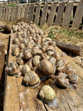 planches escargots - © Rémy planches escargots