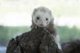 Les furets au Parc animalier de Lussas Les furets au Parc animalier de Lussas
