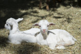 Parc animalier de Lussas - © Parc Animalier de Lussas Parc animalier de Lussas
