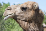 Parc animalier de Lussas - © Parc animalier de Lussas Parc animalier de Lussas