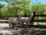 Parc animalier à Lussas - © Parc animalier de Lussas Parc animalier à Lussas