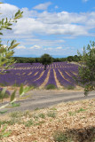 Champ de lavande