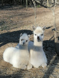 parc_animalier_vagnasenfant_maggie_2.jpg