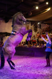 Dressage