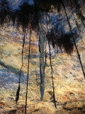 Grotte Forestière racines des arbres