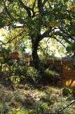 Beesart