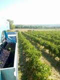 Domaine des Bragalous