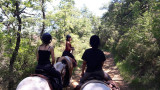 Forest walk