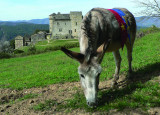 Le Château du Cheylard d'Aujac