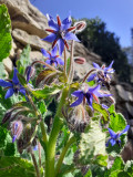 Les Jardins Ethnobotaniques de la Gardie_Rousson