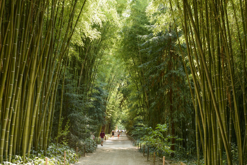 Allée des Séquoias
