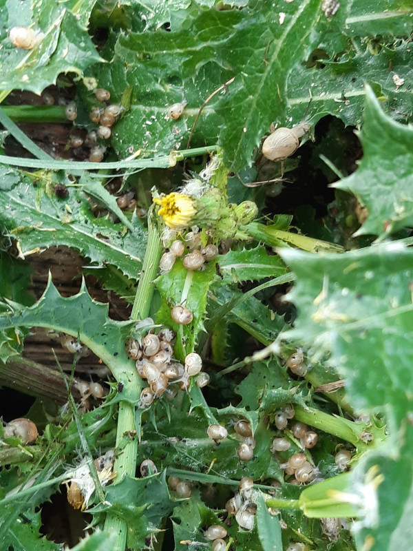 Ferme La Caracole producteur d'escargots