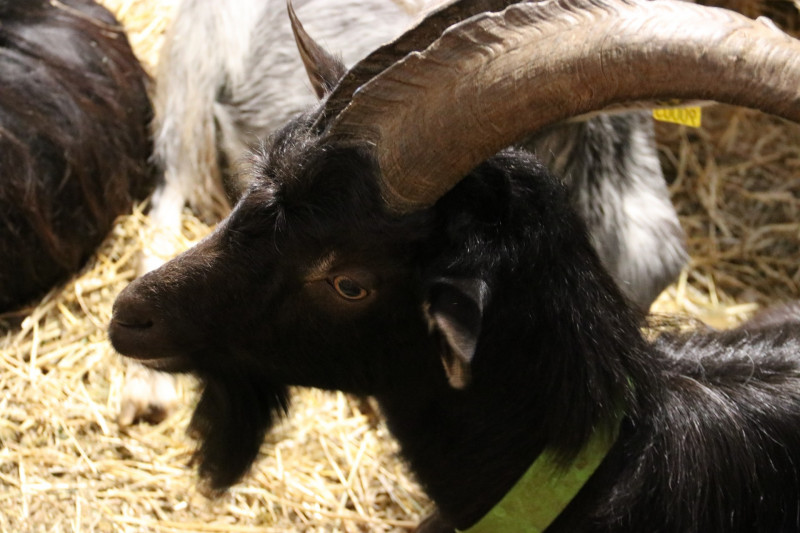 Ferme des Cabrioles
